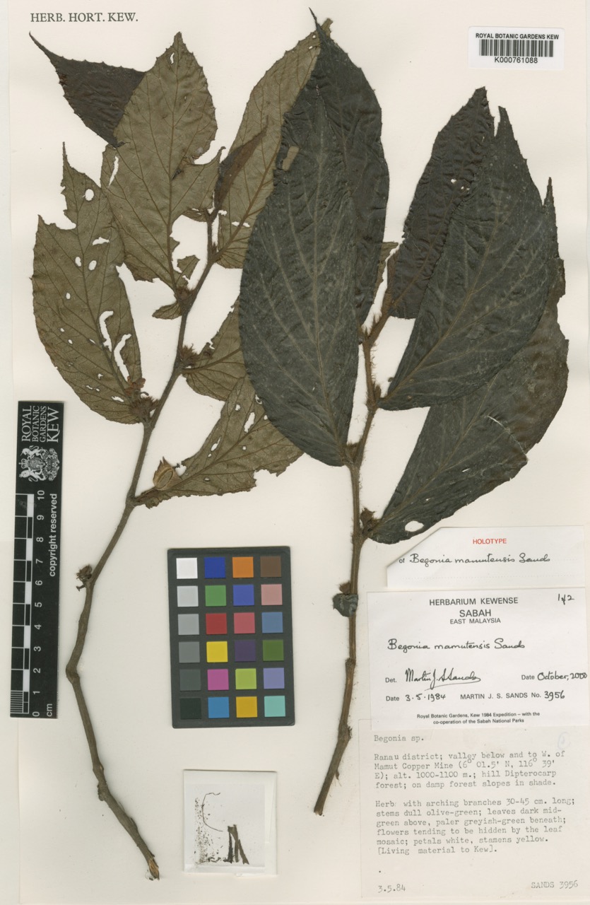 B. mamutensis